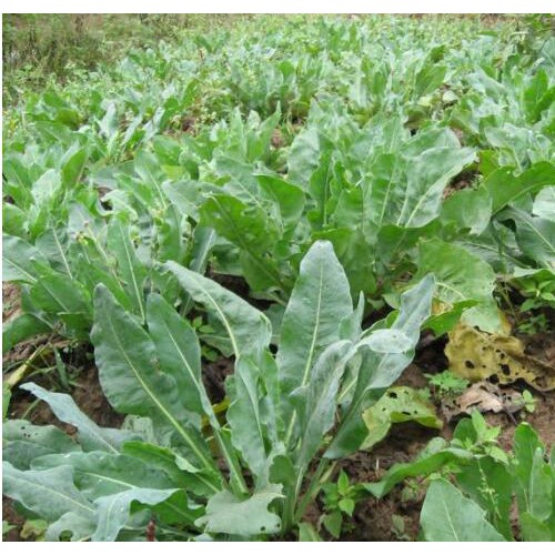 几种板蓝根种植方法_板蓝根种植
