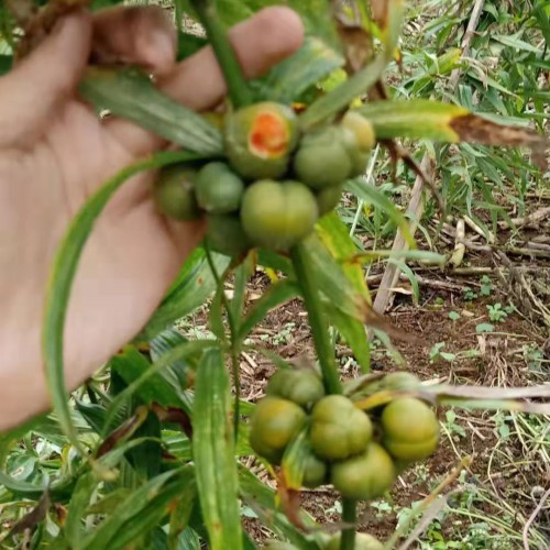 黄精种植赚钱吗？&效益怎么样?黄精价格走势如何