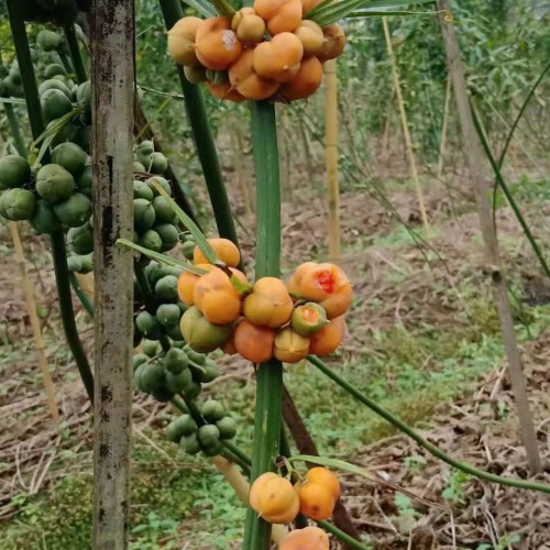 种黄精需要多少钱?两种种植模式