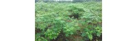 吴茱萸苗相关知识大全(适合种植户)