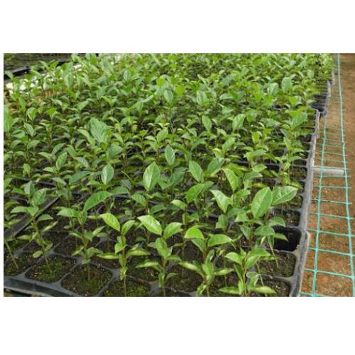 云南黄金百香果苗价格_好种植吗?多少钱一棵？