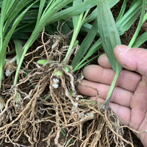 种植药材要种跌不要种涨的品种