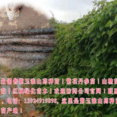2019山药价格&山药供应_云南山药行情批发市场