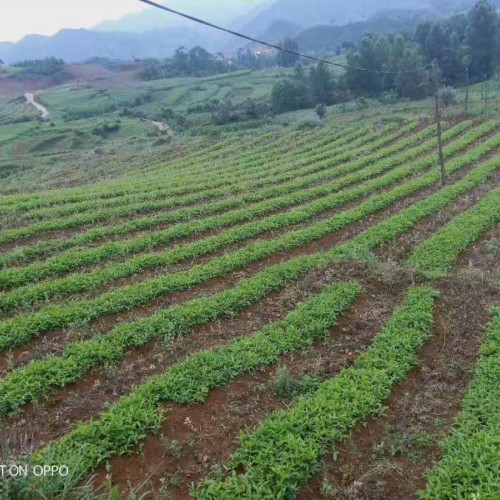 种植半夏如何赚钱这几点很重要