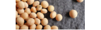 大豆油价格_目前行情多少钱一斤？