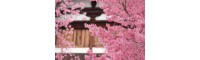 什么是冬樱花&樱花树多少钱一棵&樱花树价格&自产自销樱花树&