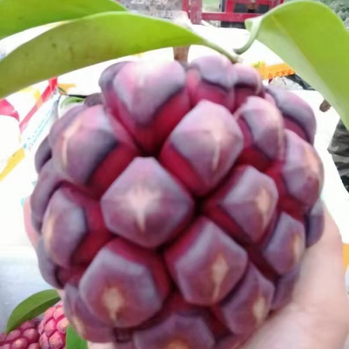 黑老虎一苗多少钱?目前价格行情怎么样?