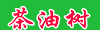 目前一棵油茶苗批发价格多少钱?
