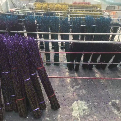 银芽柳树树苗价格是多少一棵_适合种植区域条件