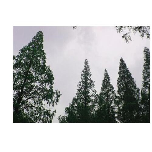水杉每株多少钱一棵？
