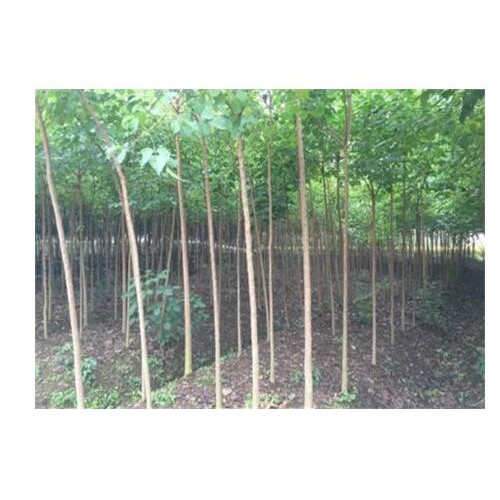 产地重阳木在哪里？多少钱一棵？