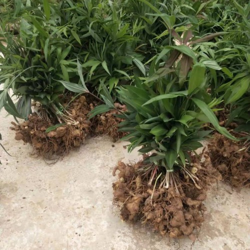 黄精种植能赚钱吗?收购加工怎么样?