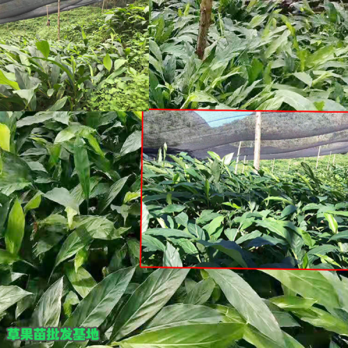 草果苗多少一株- 每亩多少株草果苗- 现有多少棵草果苗