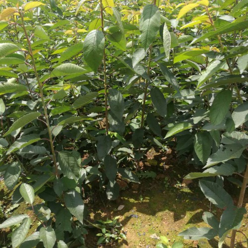 目前种植车厘子种植市场如何