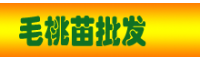 毛桃苗价格_毛桃苗基地图片