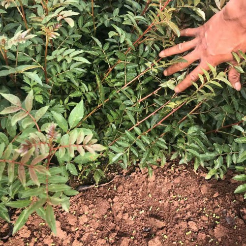 目前花椒苗价格怎么样?花椒种植能赚钱吗