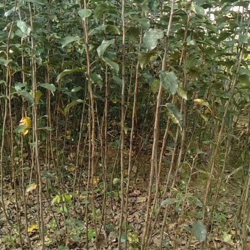 今年苹果新品种树苗_苗价格行情多少