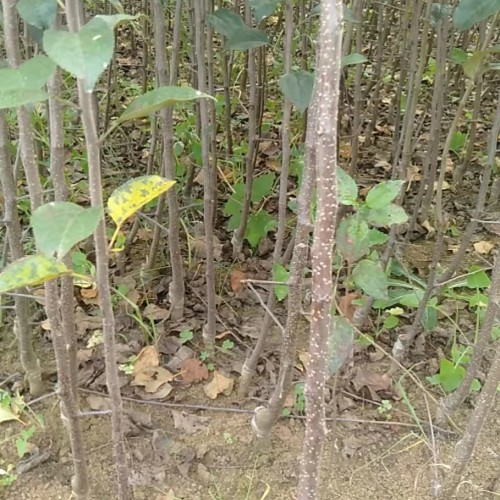什么是矮化苹果苗_种植管理技术有哪些?