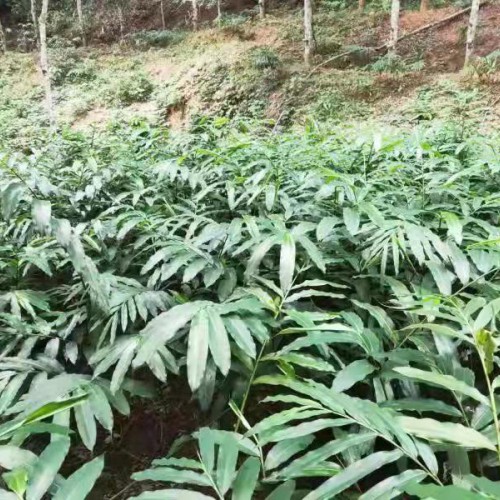 砂仁怎么吃?砂仁云南产区信息