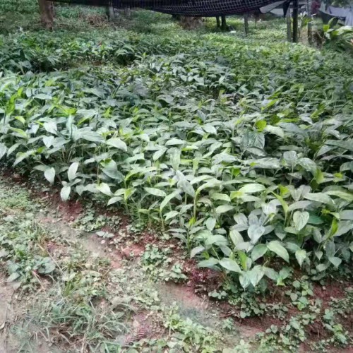 草果种植网_繁育草果的方法2020
