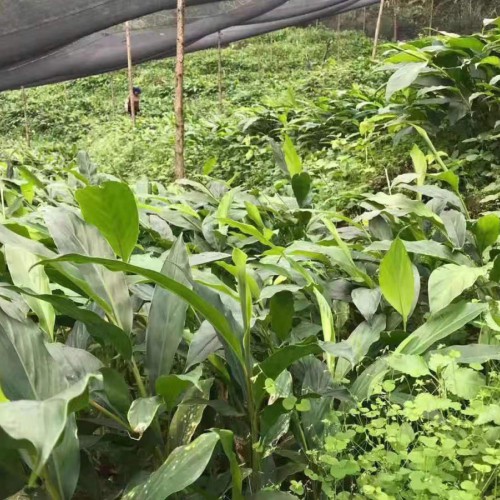 红河|文山|西双版纳|德宏|保山|思茅|临沧草果苗信息量\
