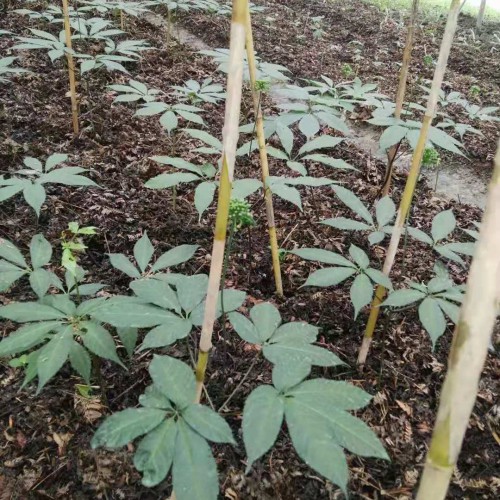 黑三七苗怎么种_苗哪里有卖,多少钱