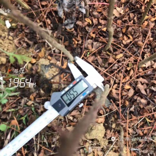 花椒树&花椒树苗多少钱一株?大红袍花椒苗山东价格