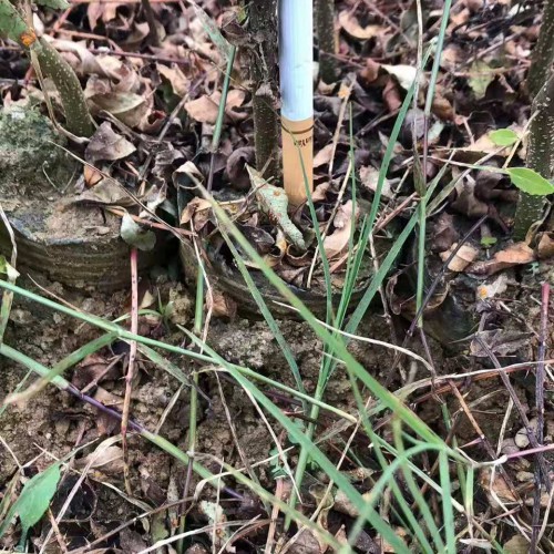 花椒种植能赚钱吗?看看下面的价格就知道了_花椒主要产地
