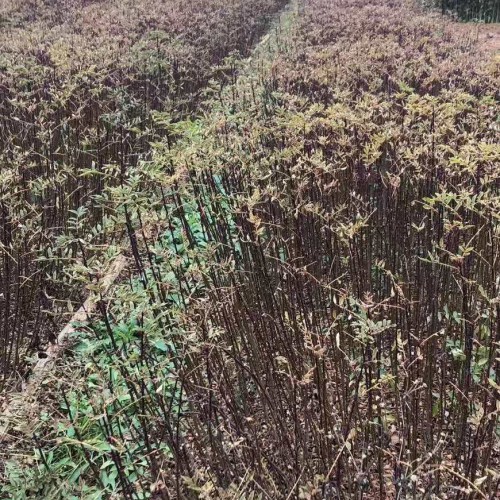 花椒种苗批发&花椒怎么加红糖&功效与作用有几点