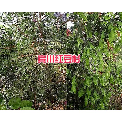 保山哪里红豆杉多、规格全—腾冲豆杉苗圃