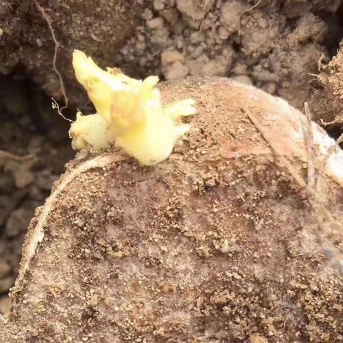土豆的种植周期是多长&专用肥料图片
