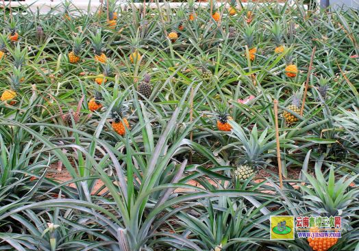菠萝种植方法要点