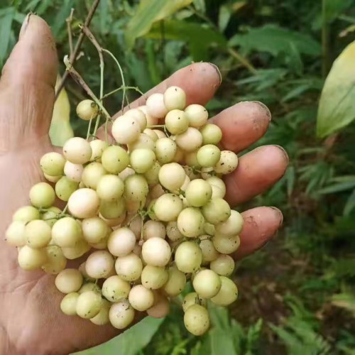 金果榄云南统货价格是多少?金果榄种子小苗销售公司