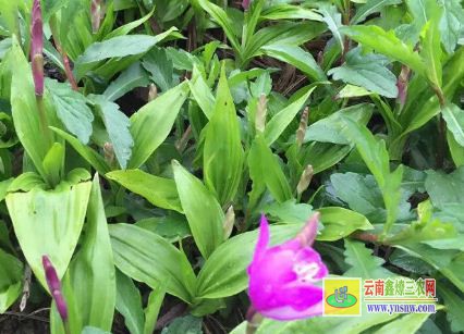 紫花白芨种苗价格