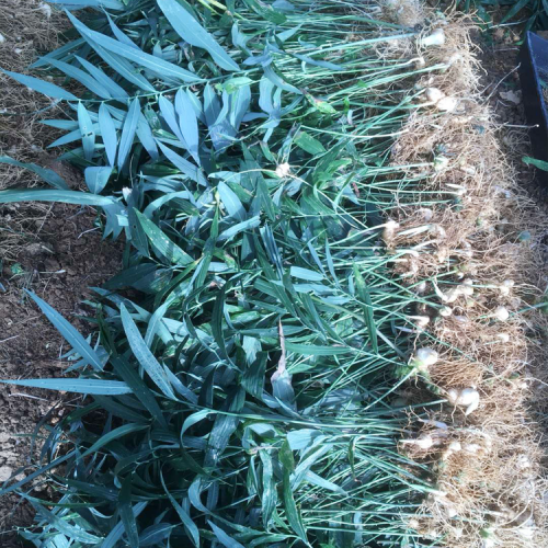 黄精种植每亩产多少斤？种植黄精的种类？
