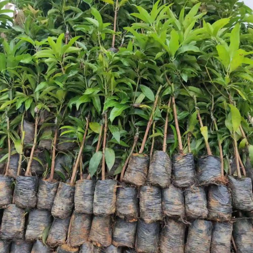金煌芒果成熟时间_金煌芒果怎么种植_苗哪里有卖?