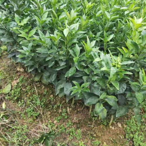 沃柑苗_沃柑几月份成熟,有什么特点-辉煌沃柑苗