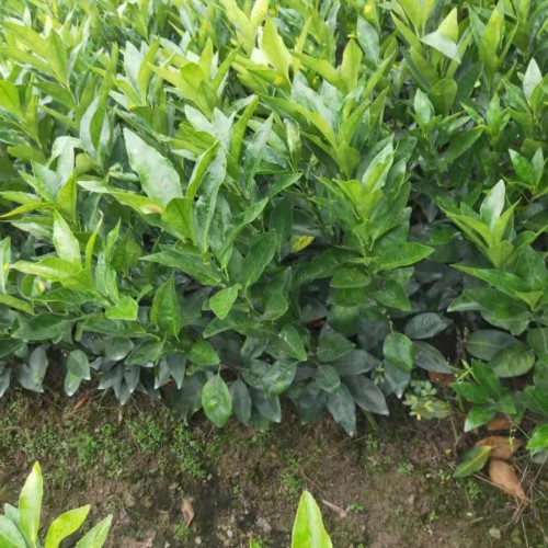 如何用沃柑籽培育种苗_沃柑种苗培育种植方法资料(沃柑苗多少钱一棵)