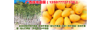广西*苗圃