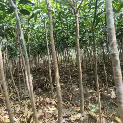 云南芒果树苗/核桃小苗哪里的好?怎么去种植核桃树(技术咨询)
