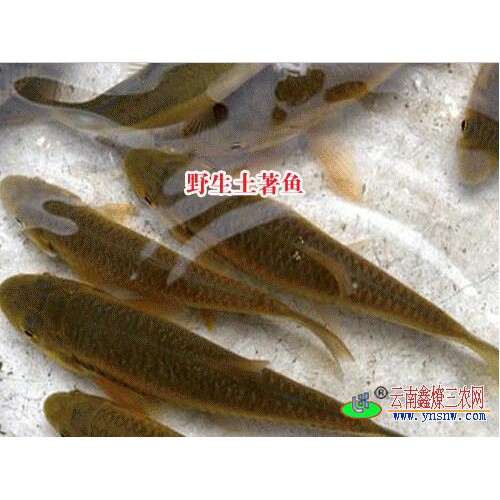 云南商品鱼|文山鱼苗养殖|土著鱼养殖