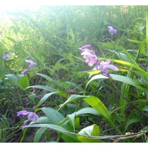 白芨中药材低价@白芨中药材行情报价种植户*白芨优质价格评价