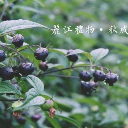 红果參（蜘蛛果）、红果參种苗供应、秋成红果參、量大从优