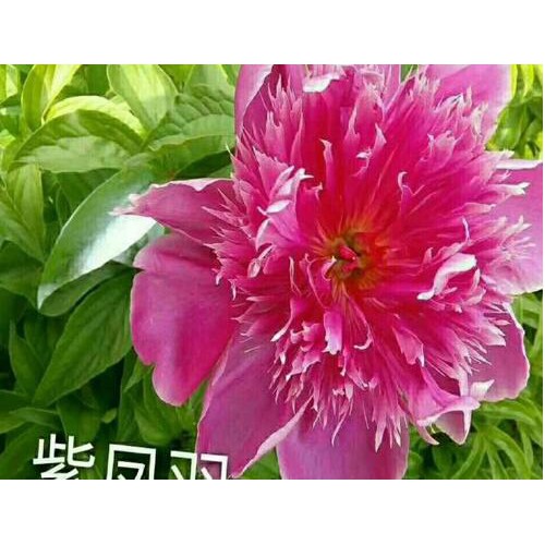 牡丹有哪些颜色：玫瑰色、红紫色、粉红色至白色