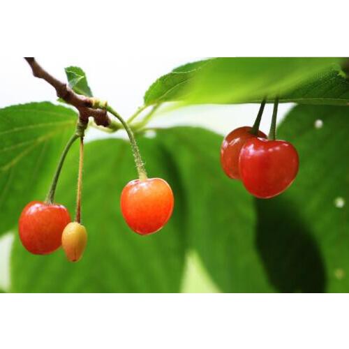 大樱桃几年结果实？