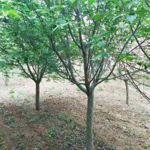樱花有什么优良品种？一般合适栽种在哪儿？