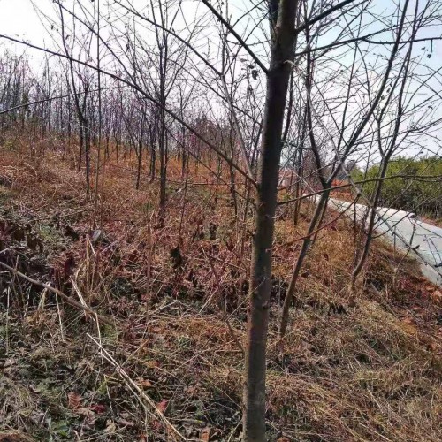 樱花苗木价格是要多少钱一棵？云南樱花地苗销售批发