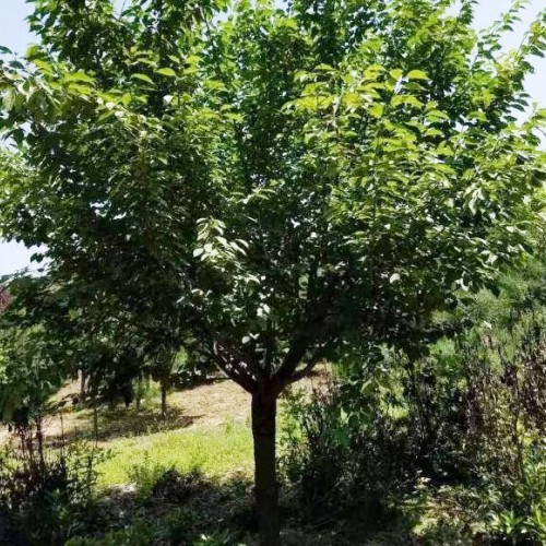 鲜樱花能够直接生吃吗？云南樱花地苗销售批发,昆明樱花树苗