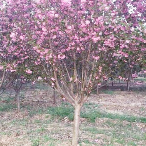 樱花_云南樱花地苗销售批发,昆明樱花树苗