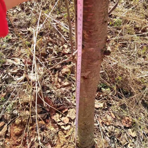樱花时节是何时？云南樱花地苗销售批发,昆明樱花树苗